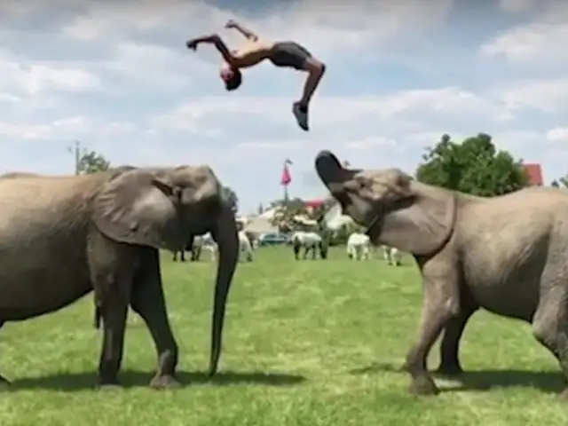 Joven húngaro realiza asombrosas acrobacias con elefantes