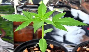 Comisión de Salud aprueba proyecto de ley de uso de cannabis medicinal