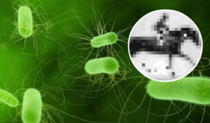 El día en que la ciencia insertó un GIF en una bacteria