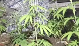 Cedro: uso de aceite de marihuana debe ser regulado para fines medicinales