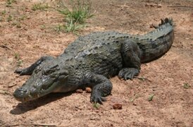 Sujetos matan cocodrilo en venganza porque se comió a su amigo
