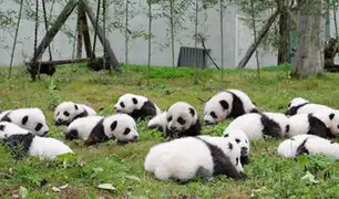 China: presentan 36 crías de osos panda nacidas este año