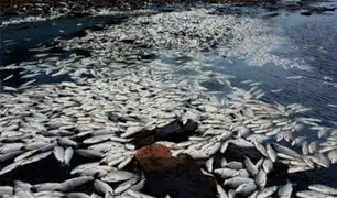 Uruguay: aparecen miles de peces muertos en represa de Palmar