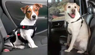 Sepa cuál es la importancia del cinturón de seguridad para perros
