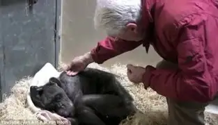 Holanda: el conmovedor adiós de una chimpancé y su cuidador