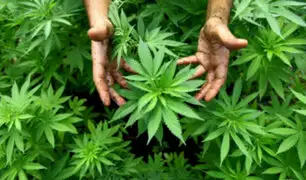 Cannabis medicinal: cultivos por hectárea en Perú podrían generar ingresos de US$ 1 millón