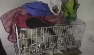 Cercado de Lima: rescatan mascotas maltratadas en almacén clandestino