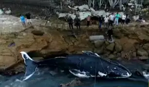 Brasil: ballena que había sido rescatada apareció muerta en playa