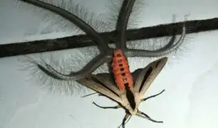 YouTube: Este insecto ‘diabólico’ ha venido para vivir eternamente en tus pesadillas [VIDEO]