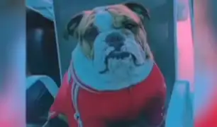 SJL: familia ofrece 500 soles por rescate de perro bulldog