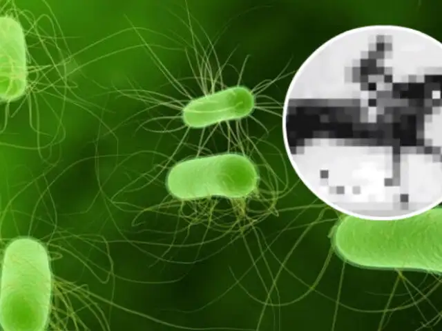 El día en que la ciencia insertó un GIF en una bacteria