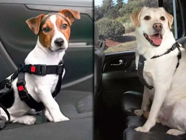 Sepa cuál es la importancia del cinturón de seguridad para perros