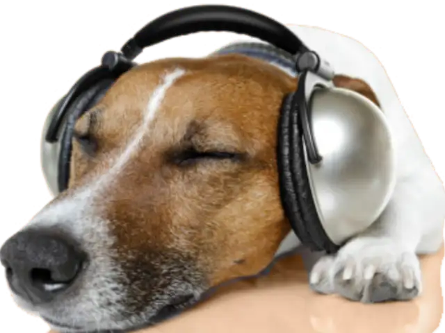 Algunas canciones pueden mejorar la calidad de vida de su mascota