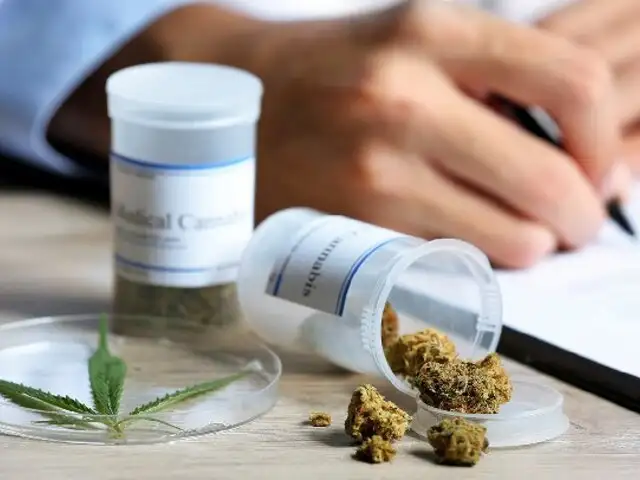 OMS: uso medicinal de la marihuana podría curar el cáncer o epilepsia