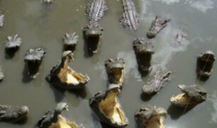 Brasil: decenas de animales mueren por sequía