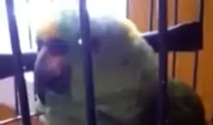 YouTube: El inquietante ‘llanto’ de este loro es como el de un bebé y puedes oírlo [VIDEO]