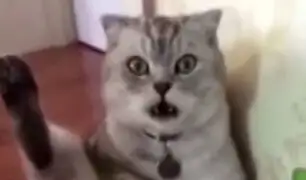 YouTube: El horror de este gato te hará pensar si quieres castrar a tu mascota [VIDEO]