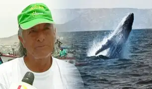 Pucusana: avistan ballenas cerca de la playa y sorprenden a pescadores