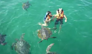 Tortugas marinas se han convertido en un atractivo turístico del balneario Canoas