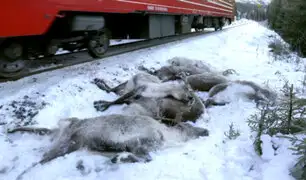 Noruega: más de 100 renos fueron atropellados por trenes