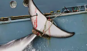 Australia: difunden desgarradoras imágenes de la caza de ballenas