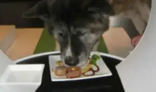 Nueva Zelanda: Poochi Sushi es el menú especial para perros