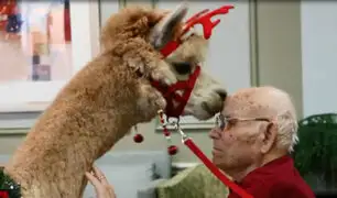 ¿Terapia de alpacas? Estos animales son utilizados para tratar enfermedades
