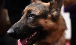 Chile: perro desaparecido regresa a su hogar 5 años después