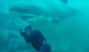 Buzo se salva de ser devorado por un tiburón blanco en Sudáfrica
