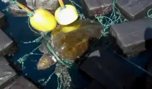 EEUU: rescatan a tortuga atrapada entre 800 kilos de droga