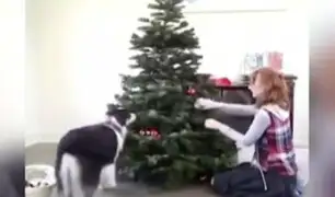 Sorprendente: perro ayuda a su dueña a decorar el árbol de Navidad