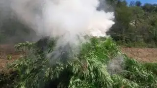 Policía incinera más de 11 mil plantones de marihuana en Huarmey