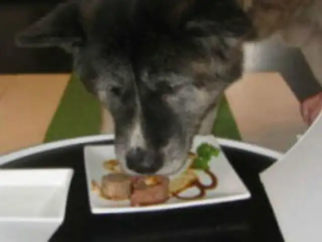 Nueva Zelanda: Poochi Sushi es el menú especial para perros