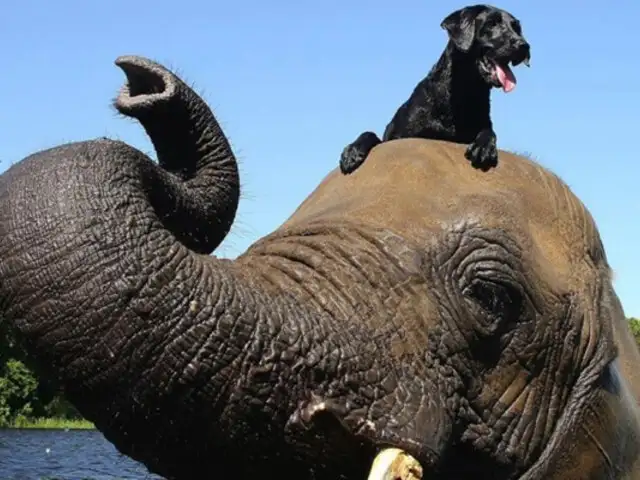 La inusual amistad entre un perro y un elefante se hace viral