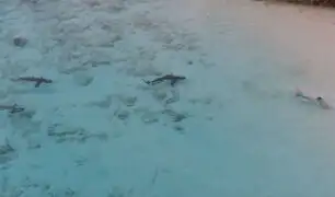 YouTube: El angustiante momento en que un niño es cazado por cuatro tiburones [VIDEO]