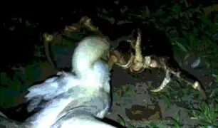 YouTube: Cangrejo mata una gran ave y se la come ante la atónita mirada de un científico [VIDEO]