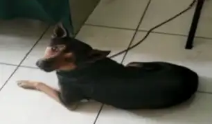 Independencia: detienen a propietario de chifa que tenía perro atado dentro de costal