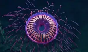 Esta increíble medusa de las profundidades ‘estalla’ como un fuego artificial [VIDEO]