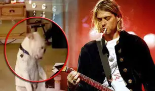 Perro rockero: mascota baila al escuchar tema de Nirvana