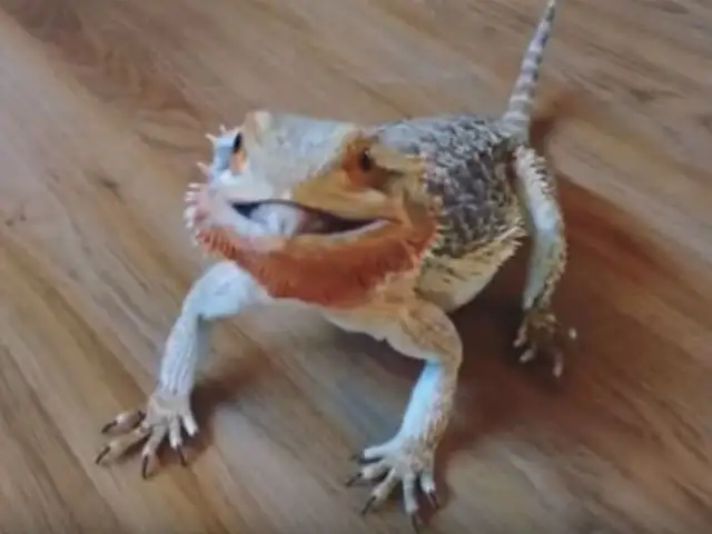 YouTube: Este animalito literalmente loco por los arándanos es la nueva estrella de las redes [VIDEO]