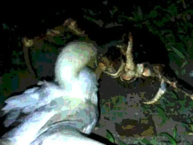 YouTube: Cangrejo mata una gran ave y se la come ante la atónita mirada de un científico [VIDEO]