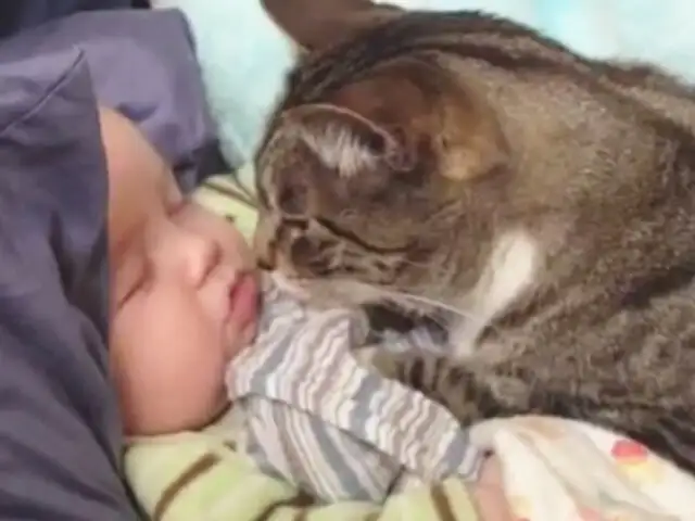Los gatos demuestran ser buenos cuidadores de bebes