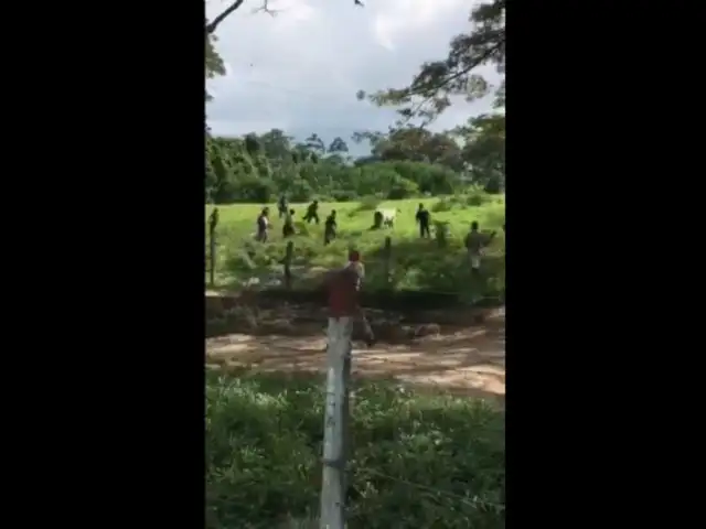 Venezolanos en su desesperación por escasez de alimentos matan res a pedradas