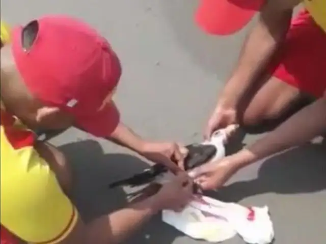 VIDEO: rescatan gaviota que tenía una bolsa de plástico incrustada
