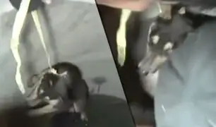 Chimbote: serenos rescatan a can que cayó en un profundo buzón