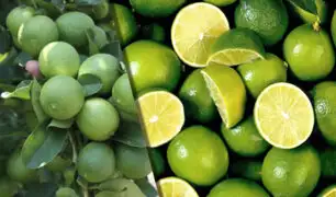 Chiclayo: comerciantes venden 30 unidades a un sol por sobreproducción de limón