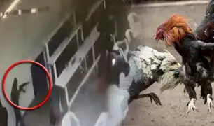 México: balacera en club de peleas de gallos deja seis muertos