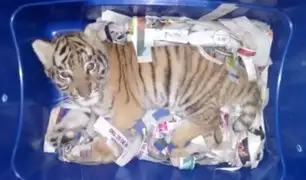 México: Rescatan cachorro de tigre que había sido empaquetado para ser enviado por correo