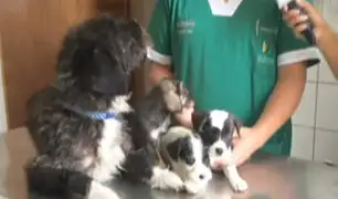 La Molina: perros rescatados por la municipalidad serán puestos en adopción