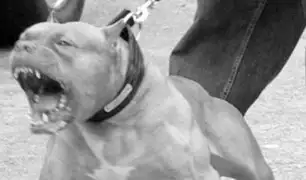 Chiclayo: perro de raza pitbull atacó a niña de 4 años